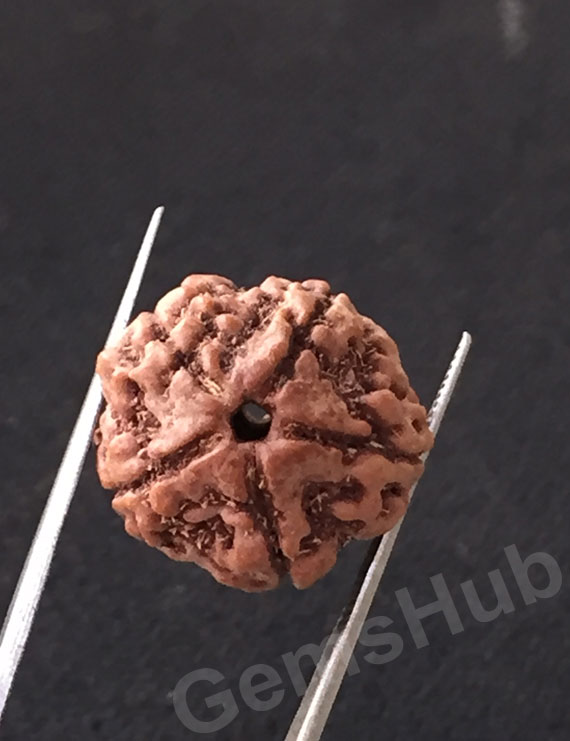 5 Mukhi Certified Nepali Rudraksha